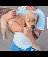 Female Puppy 1, a female Golden Retriever for sale in Glendale, AZ – 1 of 1