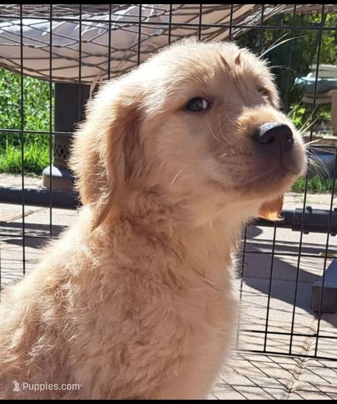 Female Puppy 2 – Golden Retriever puppy for sale in Glendale, AZ