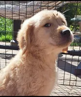 Female Puppy 2, a female Golden Retriever for sale in Glendale, AZ – 1 of 1