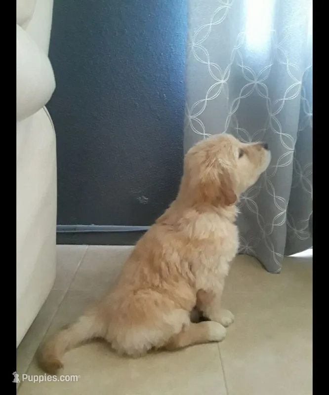 Male Puppy 2 – Golden Retriever puppy for sale in Glendale, AZ