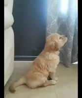 Male Puppy 2, a male Golden Retriever for sale in Glendale, AZ – 1 of 1