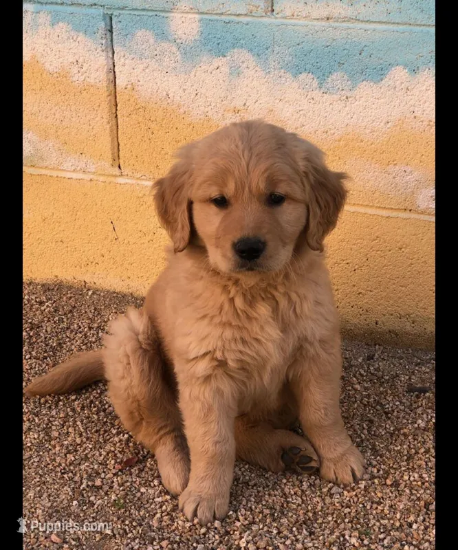 Female Puppy 3 – Golden Retriever puppy for sale in Glendale, AZ