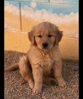 Female Puppy 3, a female Golden Retriever for sale in Glendale, AZ – 1 of 1