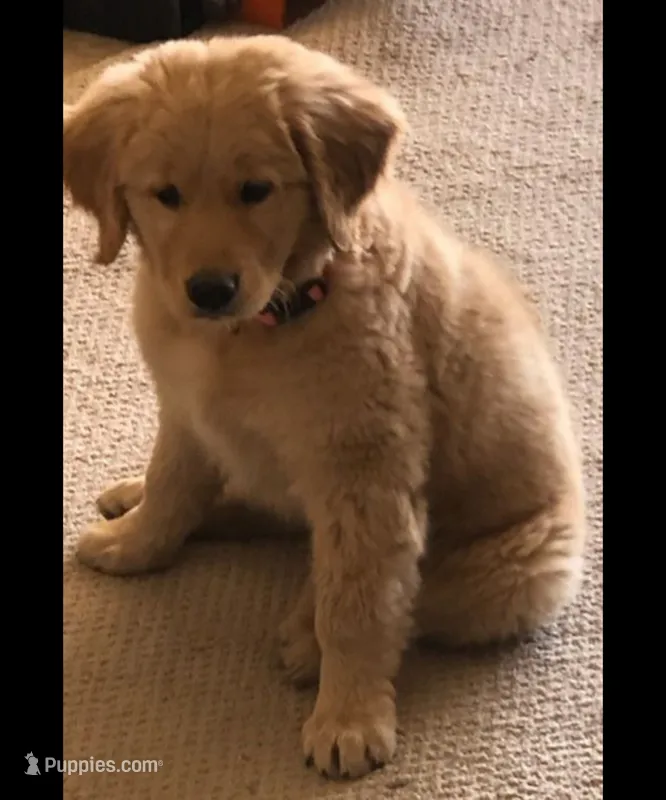 Female Puppy 4 – Golden Retriever puppy for sale in Glendale, AZ