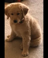 Female Puppy 4, a female Golden Retriever for sale in Glendale, AZ – 1 of 1