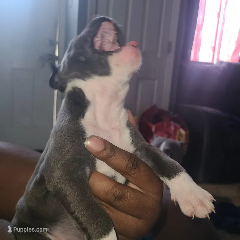 Oreo  – American Pit Bull Terrier puppy for sale in Rochester, NY