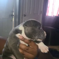 Oreo , a female American Pit Bull Terrier for sale in Rochester, NY – Photo 2 of 2
