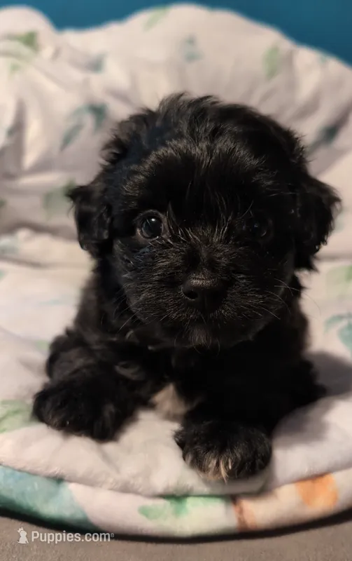 Annie – Shihpoo puppy for sale in Greenville, FL