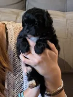 Huckleberry , a male Shihpoo for sale in Greenville, FL – 4 of 4