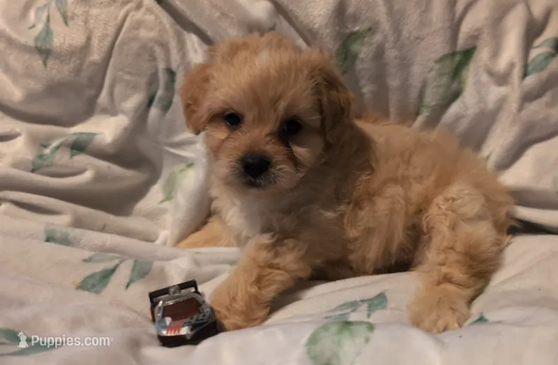 Jasper  – Shihpoo puppy for sale in Greenville, FL