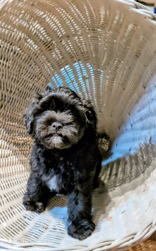 Tater Tot – Shih Tzu, Poodle - Toy  puppy for sale in Greenville, FL