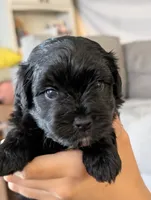 Tater Tot, a male Shihpoo for sale in Greenville, FL – 1 of 4