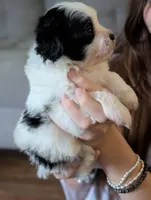 JackJack, a male Shihpoo for sale in Greenville, FL – 4 of 4