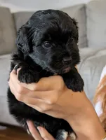Tater Tot, a male Shihpoo for sale in Greenville, FL – 2 of 4
