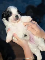 JackJack, a male Shihpoo for sale in Greenville, FL – 1 of 4