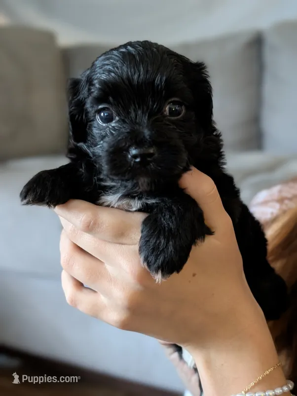 Annie – Shihpoo puppy for sale in Greenville, FL