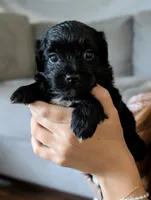 Annie, a female Shihpoo for sale in Greenville, FL – 1 of 4