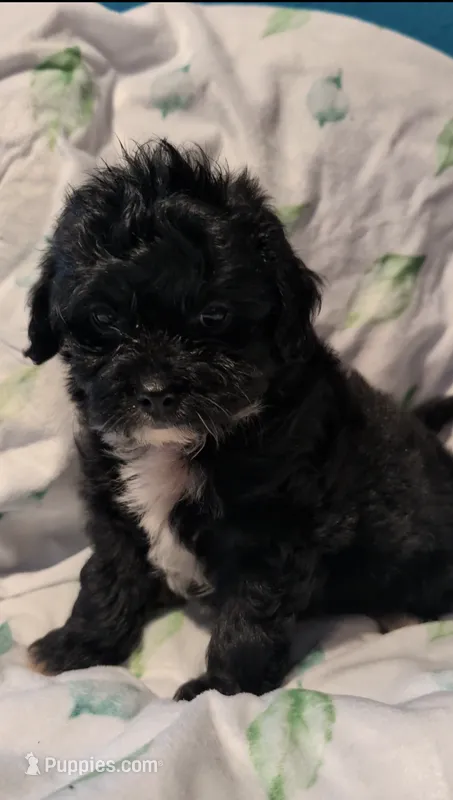 Huckleberry  – Shihpoo puppy for sale in Greenville, FL