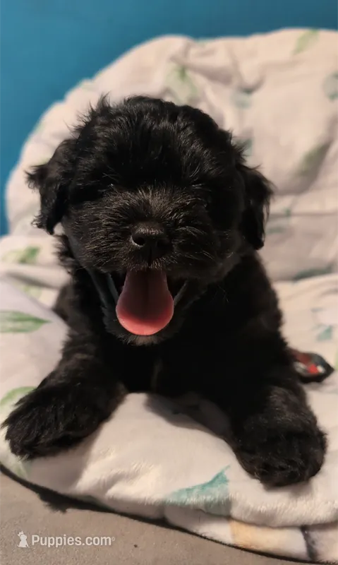 Tater Tot – Shihpoo puppy for sale in Greenville, FL
