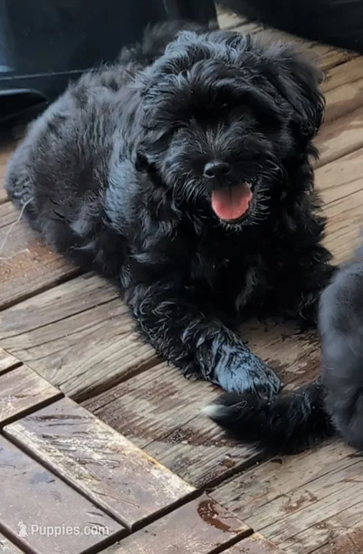 Tater Tot – Shih Tzu, Poodle - Toy  puppy for sale in Greenville, FL