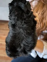 Annie, a female Shihpoo for sale in Greenville, FL – 3 of 4