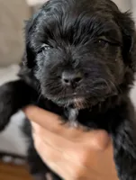 Tater Tot, a male Shihpoo for sale in Greenville, FL – 3 of 4