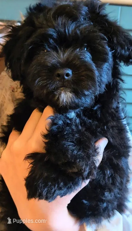 Tater Tot – Shih Tzu, Poodle - Toy  puppy for sale in Greenville, FL