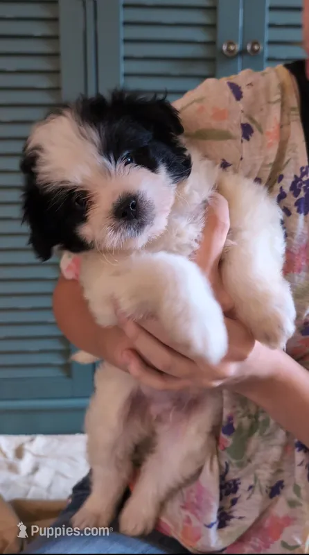 JackJack – Shihpoo puppy for sale in Greenville, FL