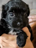 Annie, a female Shihpoo for sale in Greenville, FL – 2 of 4