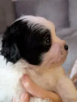 JackJack, a male Shihpoo for sale in Greenville, FL – 2 of 4