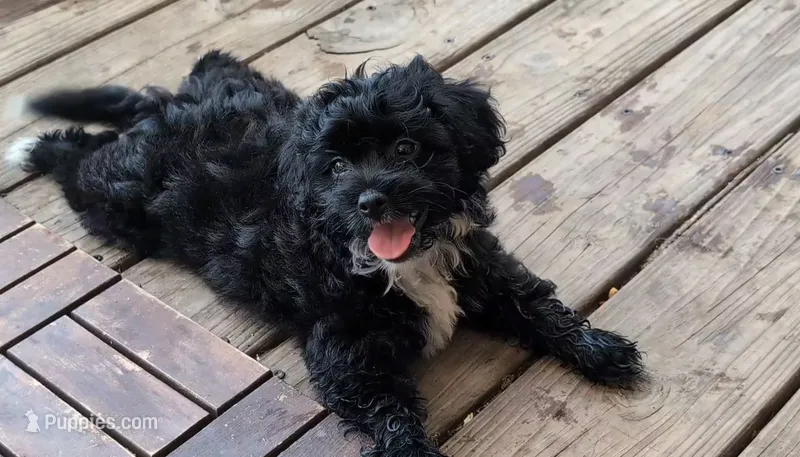 Huckleberry  – Shih Tzu, Poodle - Toy  puppy for sale in Greenville, FL