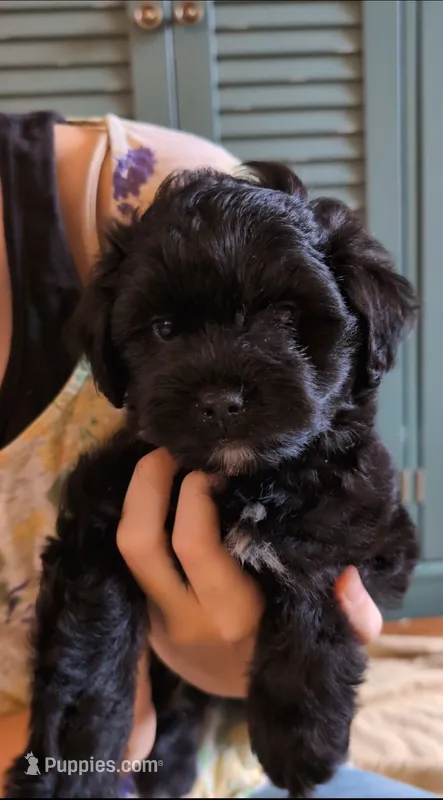 Tater Tot – Shihpoo puppy for sale in Greenville, FL