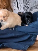Jasper , a male Shihpoo for sale in Greenville, FL – 3 of 4
