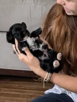Huckleberry , a male Shihpoo for sale in Greenville, FL – 2 of 4
