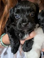 Annie, a female Shihpoo for sale in Greenville, FL – 4 of 4