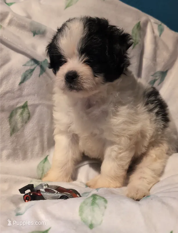 JackJack – Shihpoo puppy for sale in Greenville, FL