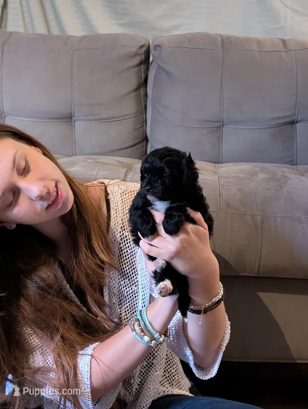 Huckleberry  – Shihpoo puppy for sale in Greenville, FL