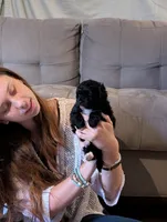 Huckleberry , a male Shihpoo for sale in Greenville, FL – 1 of 4
