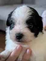 JackJack, a male Shihpoo for sale in Greenville, FL – 3 of 4
