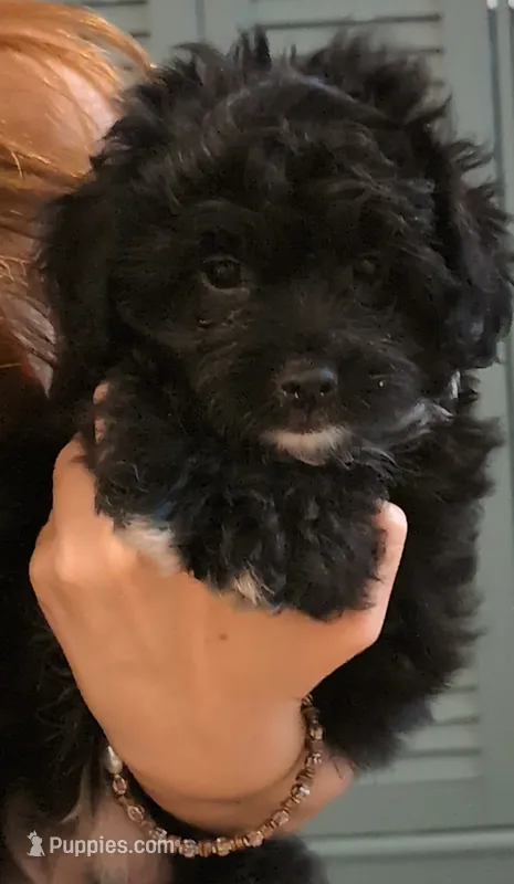Huckleberry  – Shih Tzu, Poodle - Toy  puppy for sale in Greenville, FL