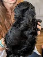 Tater Tot, a male Shihpoo for sale in Greenville, FL – 4 of 4