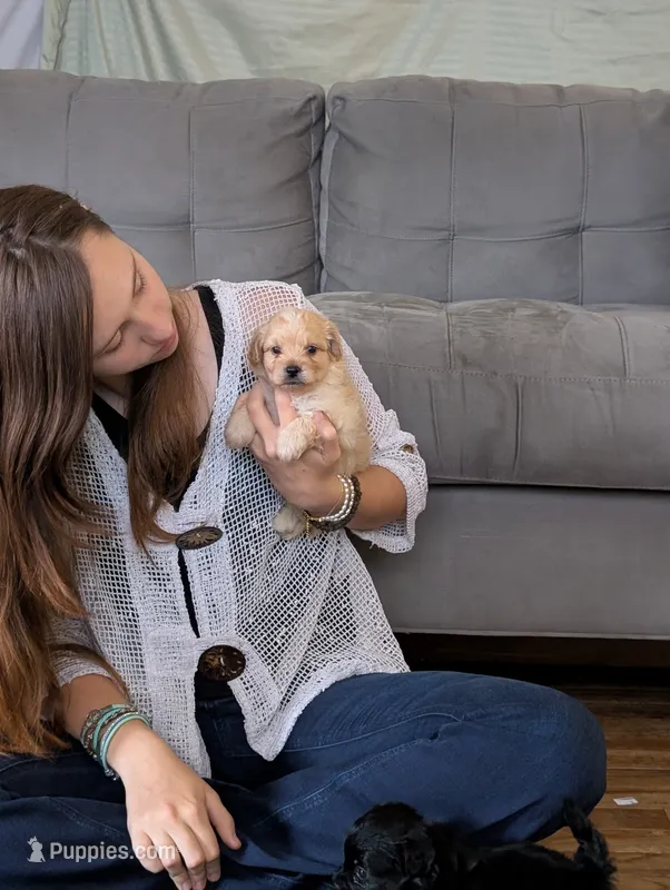 Jasper  – Shihpoo puppy for sale in Greenville, FL