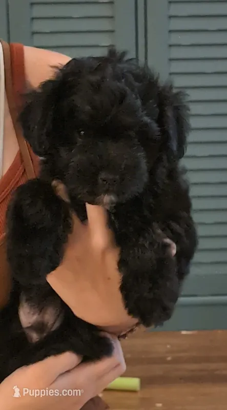 Tater Tot – Shih Tzu, Poodle - Toy  puppy for sale in Greenville, FL