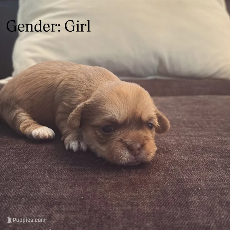 Caramel – Maltese, Shih Tzu puppy for sale in Holyoke, MA