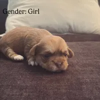 Caramel, a female Maltese and Shih Tzu for sale in Holyoke, MA – 1 of 1