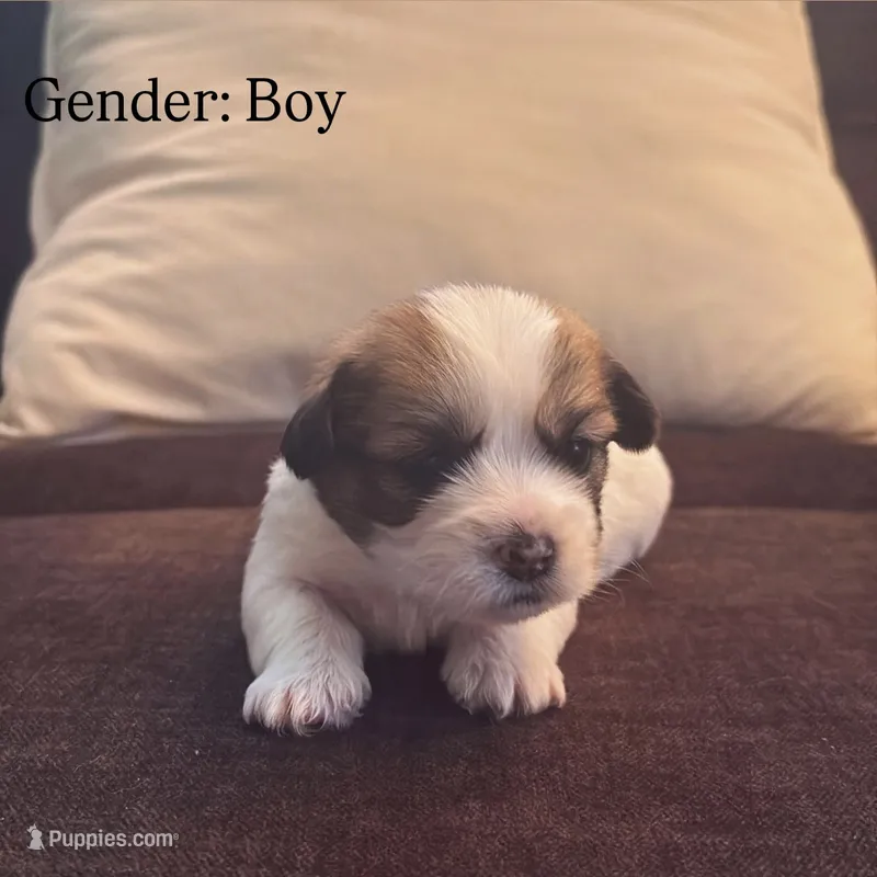 Chip – Maltese, Shih Tzu puppy for sale in Holyoke, MA