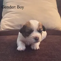 Chip, a male Maltese and Shih Tzu for sale in Holyoke, MA – 1 of 1