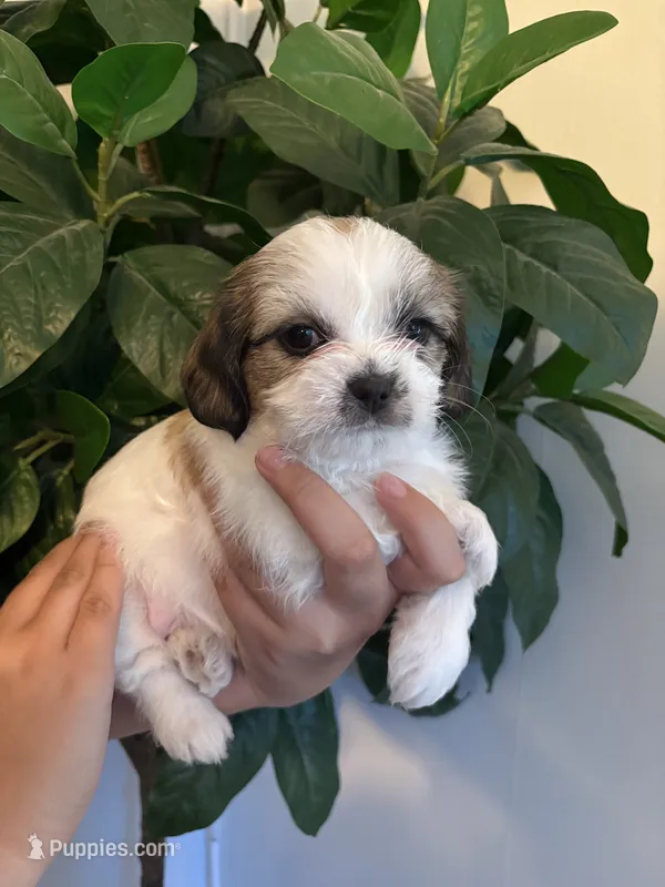 Choco – Maltese, Shih Tzu puppy for sale in Holyoke, MA