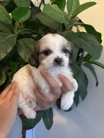 Choco, a male Maltese and Shih Tzu for sale in Holyoke, MA – 1 of 2