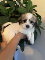 Chip, a male Maltese and Shih Tzu for sale in Holyoke, MA – 1 of 2